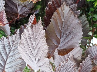Frühlingsszene. Üppiges Laub. Junge Blätter. Nahaufnahme der Blattnerven. Äste. Einzelheiten. Makrofotografie. Tageslicht. Rote Farbe. Grün im Hintergrund. Natürlichen Umgebung. Draußen. Ökologie.  © GOL-Olivera