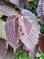 Frühlingsszene. Üppiges Laub. Junge Blätter. Nahaufnahme der Blattnerven. Äste. Einzelheiten. Makrofotografie. Tageslicht. Rote Farbe. Grün im Hintergrund. Natürlichen Umgebung. Draußen. Ökologie.  © GOL-Olivera