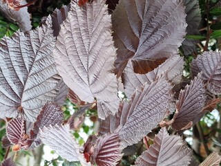 Frühlingsszene. Üppiges Laub. Junge Blätter. Nahaufnahme der Blattnerven. Äste. Einzelheiten. Makrofotografie. Tageslicht. Rote Farbe. Grün im Hintergrund. Natürlichen Umgebung. Draußen. Ökologie.  © GOL-Olivera