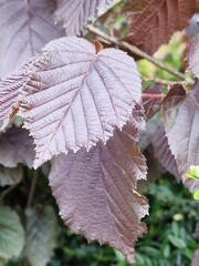 Frühlingsszene. Üppiges Laub. Junge Blätter. Nahaufnahme der Blattnerven. Äste. Einzelheiten. Makrofotografie. Tageslicht. Rote Farbe. Grün im Hintergrund. Natürlichen Umgebung. Draußen. Ökologie.  © GOL-Olivera