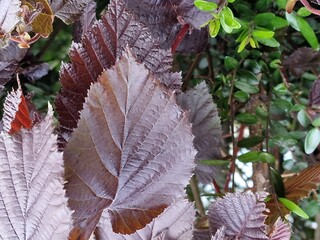 Frühlingsszene. Üppiges Laub. Junge Blätter. Nahaufnahme der Blattnerven. Äste. Einzelheiten. Makrofotografie. Tageslicht. Rote Farbe. Grün im Hintergrund. Natürlichen Umgebung. Draußen. Ökologie.  © GOL-Olivera