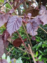 Frühlingsszene. Üppiges Laub. Junge Blätter. Nahaufnahme der Blattnerven. Äste. Einzelheiten. Makrofotografie. Tageslicht. Rote Farbe. Grün im Hintergrund. Natürlichen Umgebung. Draußen. Ökologie.  © GOL-Olivera