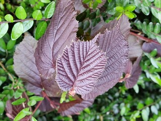 Frühlingsszene. Üppiges Laub. Junge Blätter. Nahaufnahme der Blattnerven. Äste. Einzelheiten. Makrofotografie. Tageslicht. Rote Farbe. Grün im Hintergrund. Natürlichen Umgebung. Draußen. Ökologie.  © GOL-Olivera