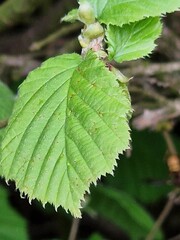Frühlingsszene. Üppiges Laub. Grüne Farbe. Frische Blätter. Blattnerven. Baumkrone. Geäst. Minimalistischer Ansatz. Makrofotografie. Tageslichtfoto. Natürlichen Umgebung. Grün im Hintergrund.