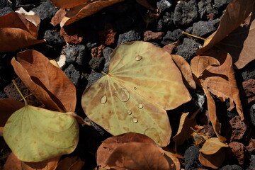 Natural dry yellow autumn falling leaf with water drops
