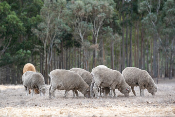 Fototapeta premium A group of sheep is grazing in the rural Australian countryside during autumn