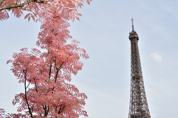 Paris, France. Red-leafed trees and the Eiffel Tower at Place Trocadero. April 14, 2024. - obrazy, fototapety, plakaty