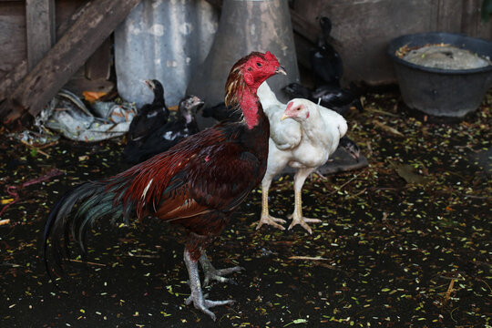 Thailand Gamecock or Fighting chicken family walk around the farm