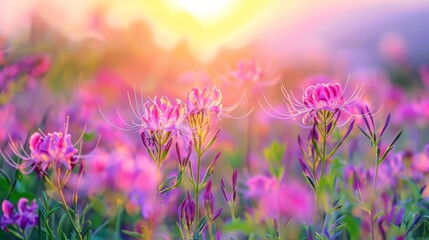 Field of Flowers with Sun Background