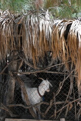 Goats in the farm - Antalya Kemer Yörük Parkı