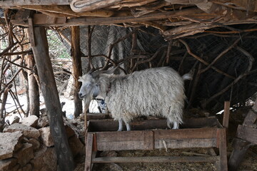 Goats in the farm - Antalya Kemer Yörük Parkı