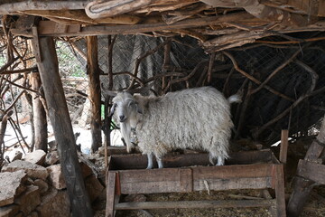 Goats in the farm - Antalya Kemer Yörük Parkı