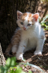Portrait of a charming kitten. Portrait of a little kitten in green grass on the nature. Portrait of a white kitten with a brown head and gray eyes. Cats in the spring. 