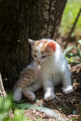 Portrait of a charming kitten. Portrait of a little kitten in green grass on the nature. Portrait of a white kitten with a brown head and gray eyes. Cats in the spring. 