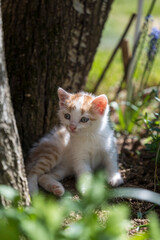 Naklejka na ściany i meble Portrait of a charming kitten. Portrait of a little kitten in green grass on the nature. Portrait of a white kitten with a brown head and gray eyes. Cats in the spring. 