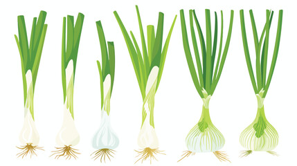 Scallion green spring onions. Fresh sibies stems