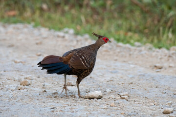 kalij pheasant or Lophura leucomelanos observed in Khonoma in Nagaland, India