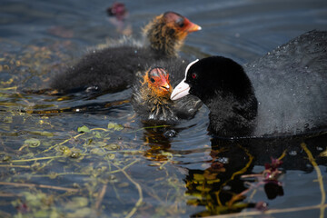 Mother Coot and Cootlings