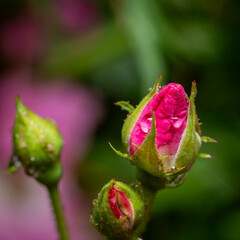 A macro photo of a pink and white rose covered in rain drops.