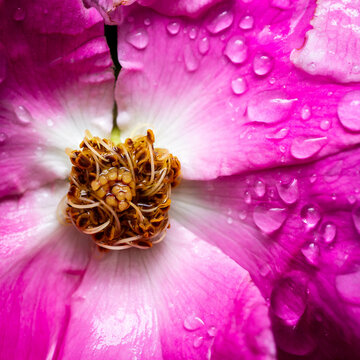 A macro photo of a pink and white rose covered in rain drops.