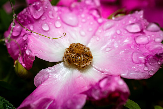 A macro photo of a pink and white rose covered in rain drops.
