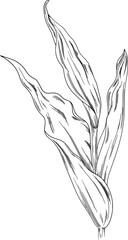 Hand Drawn Tulips leaves