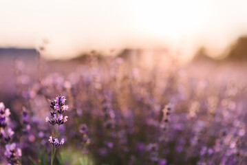 Lavender flowers with bokeh on sunset closeup. Composition of nature. Lavender field in Provence in...