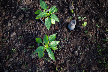 green organic pepper seedlings ready for planting