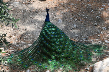 Obraz premium peacock, bird, blue, animal, nature, feather, feathers, head, peafowl, wildlife, beautiful, green, beauty, colorful, beak, color, tail, plumage, zoo, portrait, neck, bright, closeup, pheasant