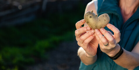 farmer holding heart shaped potatoes ready for planting organic gardening