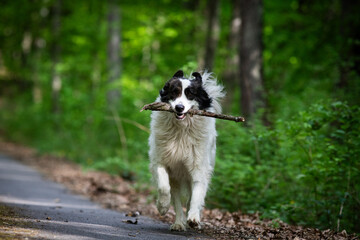 cute white shepherd dog playing in nature