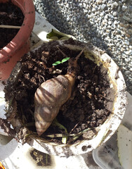 Ornamental plants eaten by large snails