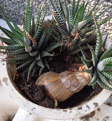 Large Snail Damage to Garden Plants
