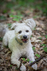 cute little pumi dog enjoying the outdoors