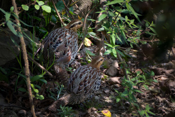 mountain bamboo partridge or Bambusicola fytchii at Khonoma in Nagaland, India