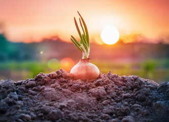 Onion Plant Emerging From Soil. An onion plant is seen sprouting out of the ground, showcasing the natural growth process of a vegetable in a garden or farm setting.