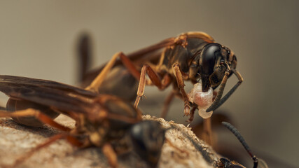 a wasp with a larva in its jaw