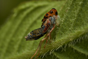 An orange leafhopper shedding its skin on a green leaf