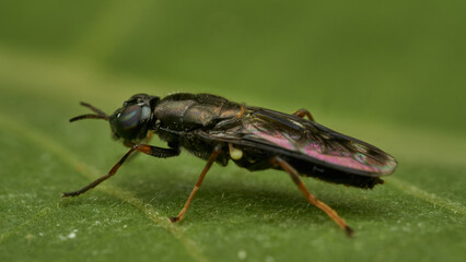 Black and yellow insect, Fly Sierra del Sen del Campo Adurgoa gonagra © DiazAragon
