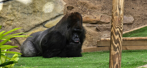 A majestic and lonely Silverback gorilla is lost in thought as he contemplates his existence in a...