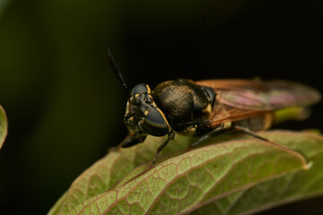 Black and yellow insect, Fly Sierra del Sen del Campo Adurgoa gonagra © DiazAragon