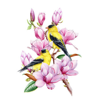 Garden birds on blooming magnolia branch. Watercolor vintage style illustration. Goldfinch couple on a branch on white background. Hand painted beautiful birds with tender magnolia spring flowers