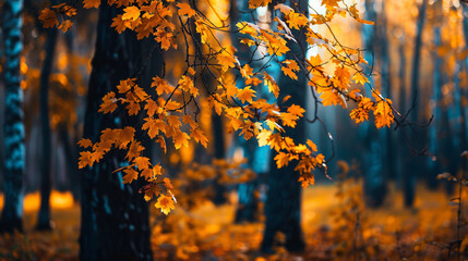 Trees with yellow leaves in autumn forest.  - obrazy, fototapety, plakaty