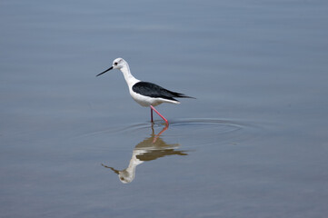 himantopus himantopus bird, seagull, gull, sea, water, animal, nature, wildlife, ocean, flight, fly, beach, flying, birds, white, sky, blue, beak, feather, lake, wing, shore, seabird, freedom, pelican