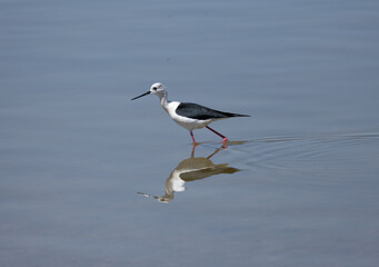 himantopus himantopus bird, seagull, gull, sea, water, animal, nature, wildlife, ocean, flight, fly, beach, flying, birds, white, sky, blue, beak, feather, lake, wing, shore, seabird, freedom, pelican