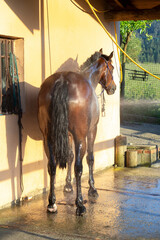 bathing a chestnut horse with the hose on a sunny day