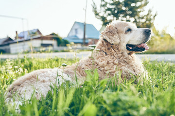 Curly-haired Labrador Retriever, lying in the green grass against the background of blurred houses along the road. High quality photo