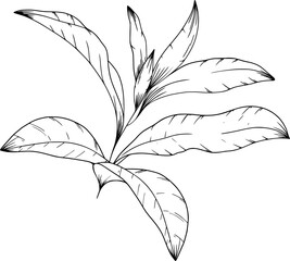 Hand drawn leaves