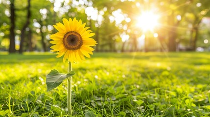 Vibrant Sunflower Field with Bright Sun Rays - obrazy, fototapety, plakaty