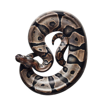 African Phython studio shot isolated on Transparent Background, without background .PNG